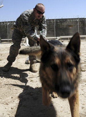 Staff Sgt. Chris Reynolds runs his German shepherd, Baiky, through a training obstacle course Aug. 7 at Bagram Airfield, Afghanistan. Sergeant Reynolds, an eight-year Air Force veteran, is a dog handler with the 455th Expeditionary Security Forces Squadron and is deployed from Vandenberg Air Force Base, Calif. He and his dog patrol the base and inspect mail, luggage and vehicles for narcotics. U.S. Air Force photo Staff Sgt. J.G. Buzanowski - RELEASED.