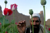 Opium from poppies is made into heroin that makes its way to many Western countries. Photo Credit: Gallo Getty.