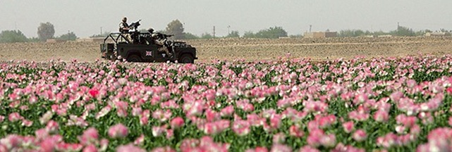 Poppy Fields in Afghanistan Contribute USD $Millions to support the Taliban.